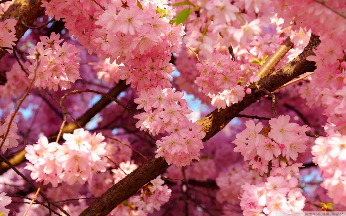 pink flowers spring nature Color tree japan springtime 2k