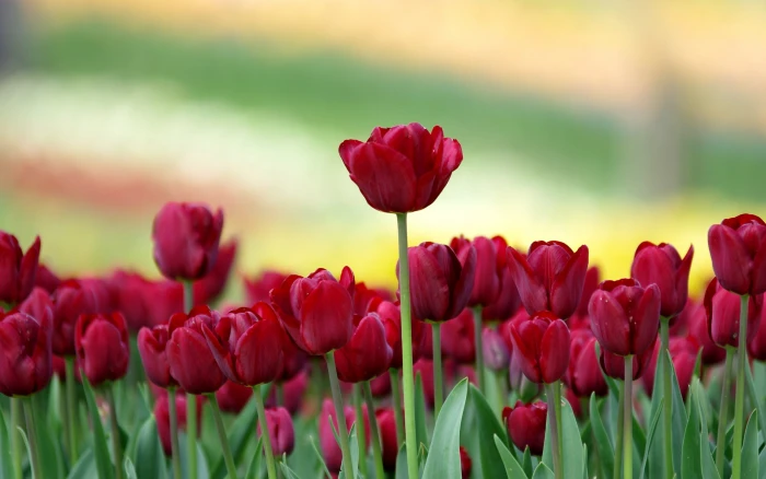 Red Nature Mobile Wallpaper Tulips Field Hd 2k