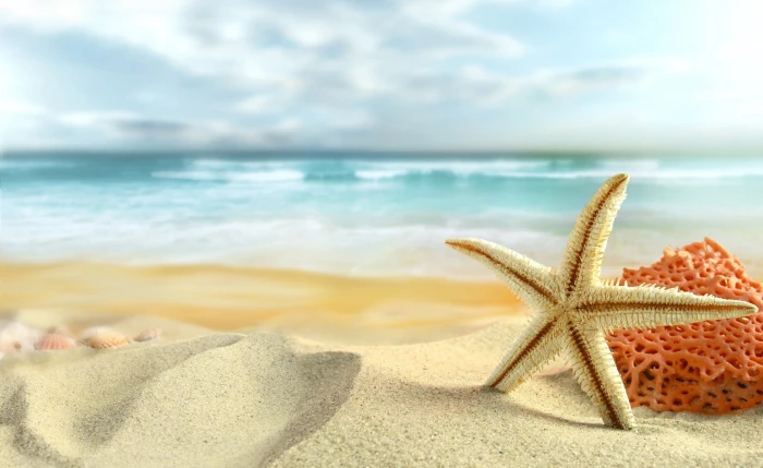 Starfish On The Beach white star fish Nature Summer sand 2k