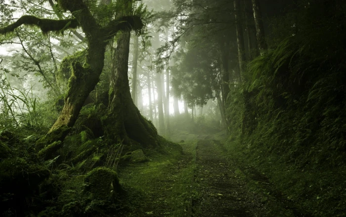 trees covered in moss landscape nature mist path forest 2k