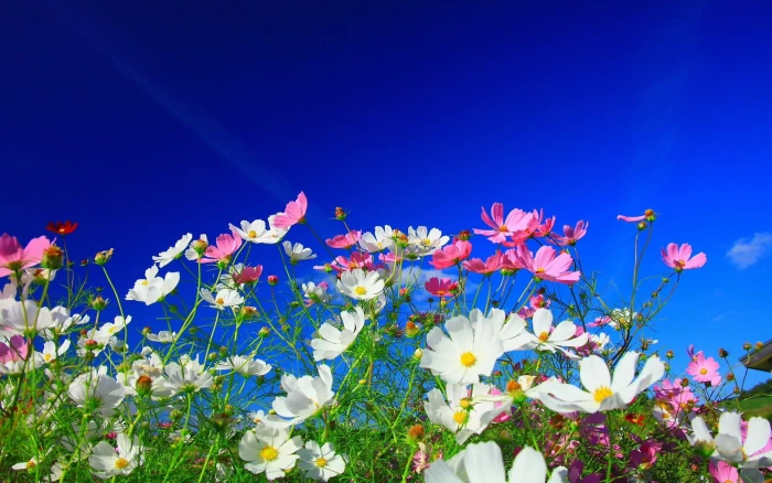 white and pink daisy flowers nature 2k