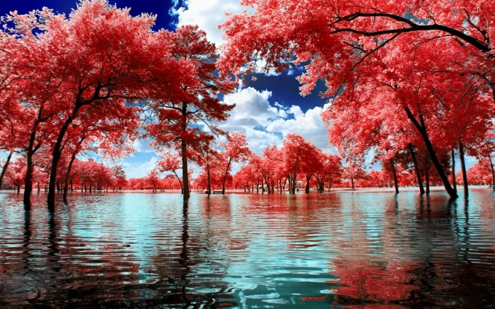 Cherry Blossom trees nature landscape surreal water park 2k