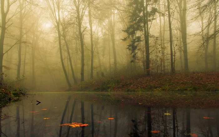 foggy forest river surrounded by tall trees during daytime nature 2k