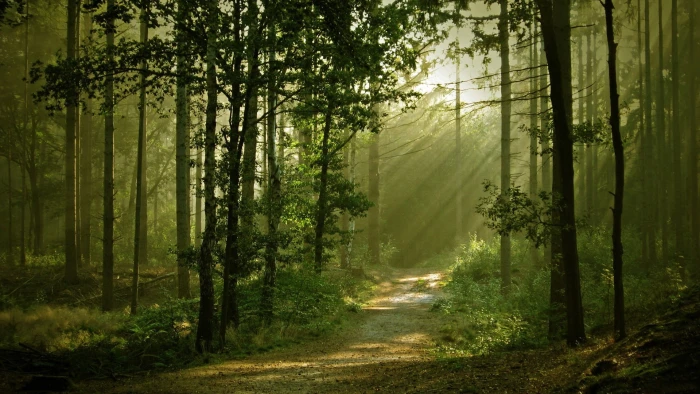 green leafed trees forest during sunrise landscape nature 2k