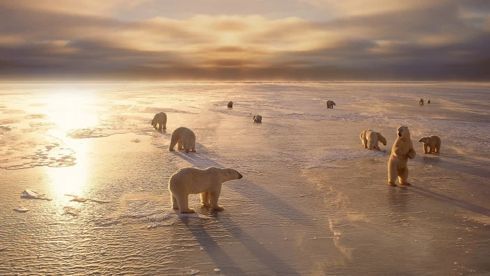 heard of polar bear animals nature ice landscape bears 2k