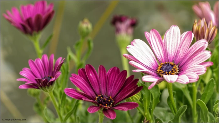 selective photography of pink petaled flowers nature plant 2k