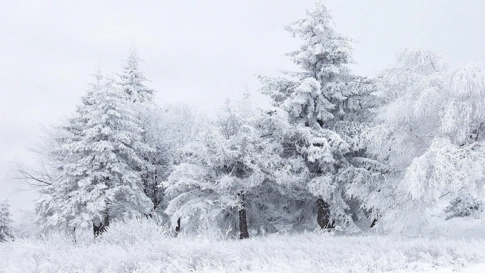 tree covered of snow winter trees nature cold temperature 2k