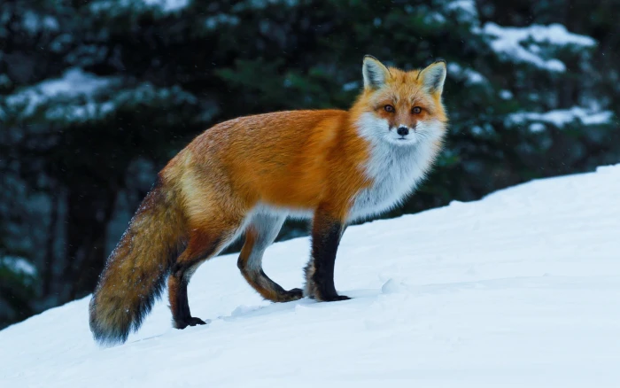 white and brown fox animals nature wildlife snow winter 2k