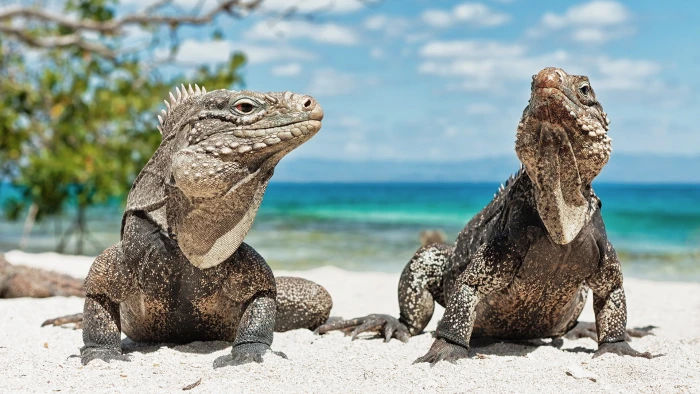 animals reptiles beach iguana animal themes wildlife 2k