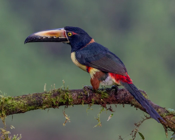Aracari bird standing on tree branch aracari Collared 2k