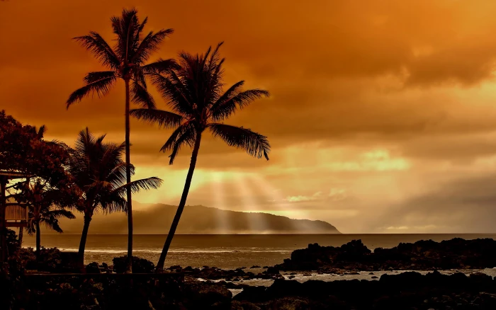beach sunset landscape palm trees sea sky sunlight water 2k