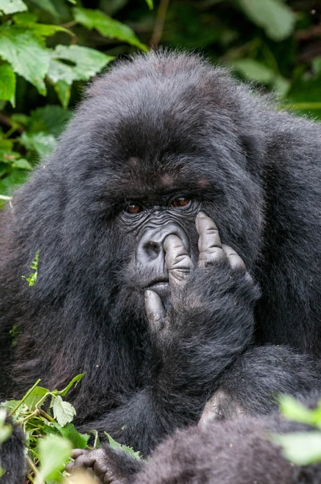 black gorilla nature animals humor winner photography contests