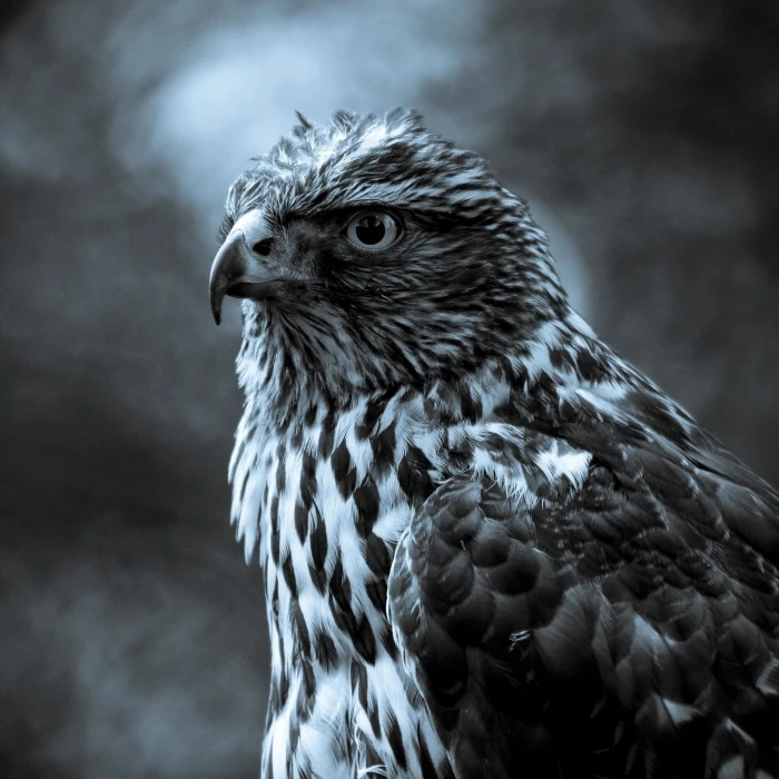 gray scale photography of eagle nature animals birds hawk animal 2k
