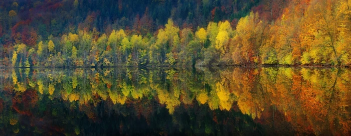 green and yellow pine trees panoramas lake reflection nature 2k
