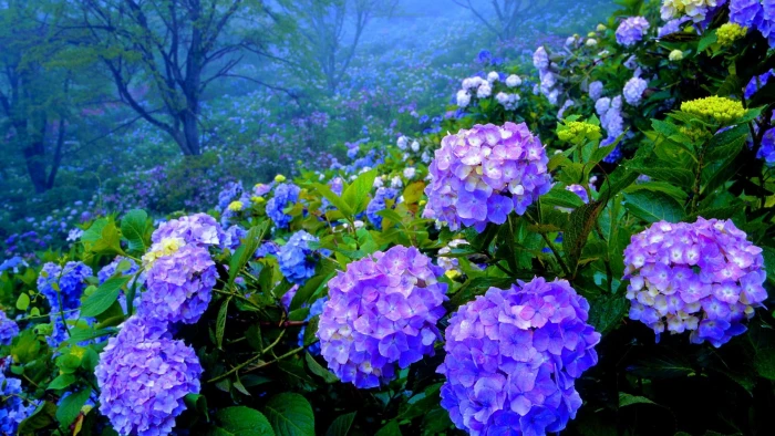 Hydrangea Garden spring field nature hill blossoms and landscapes 2k