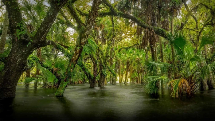 myakka river state park florida united states nature reserve 2k
