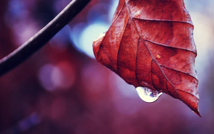 red leaf macro nature water drops leaves plants fall autumn 2k