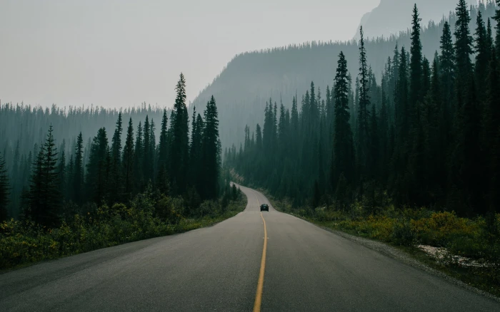 road surrounded with trees nature landscape car pine 2k