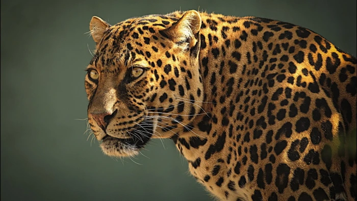 selective focus photo of leopard nature animals big cats animal 2k