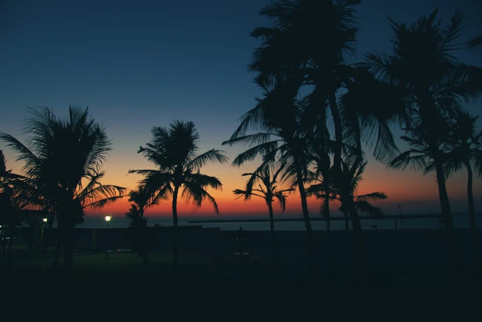 Sunset Palms with Cloudless Sky beach dubai moveast nature 2k 4k