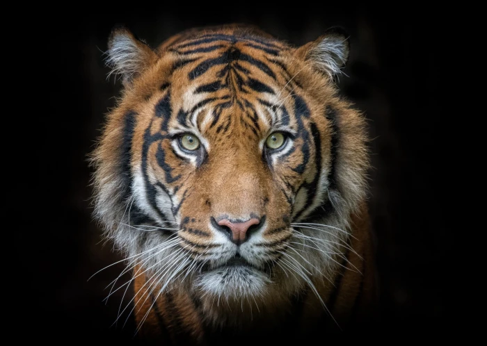 Tiger portrait tiger animal eyes muzzle predator Amazing Animals 2k