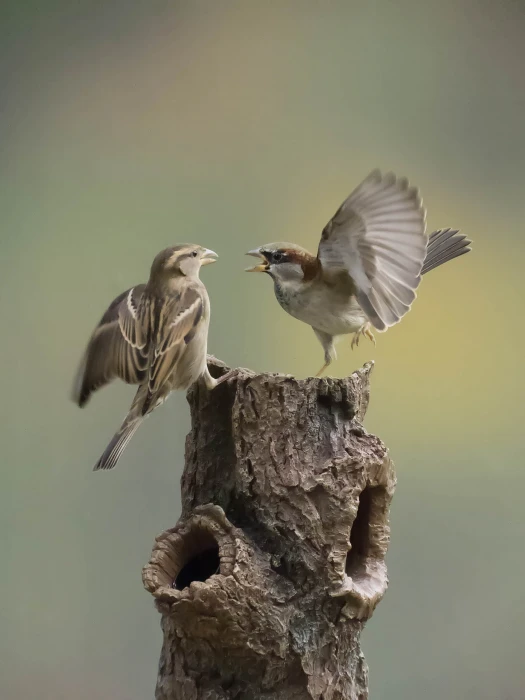 two grey birds on tree branch action sparrows animal nature 2k