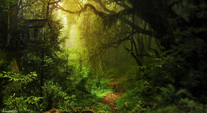 Deep Within forest wallpaper Nature Forests Green Trees 2k