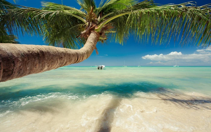 green palm tree nature landscape Caribbean sea trees 2k