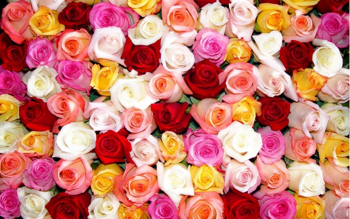 Roses By The Dozen pink red yellow and white roses flower 2k