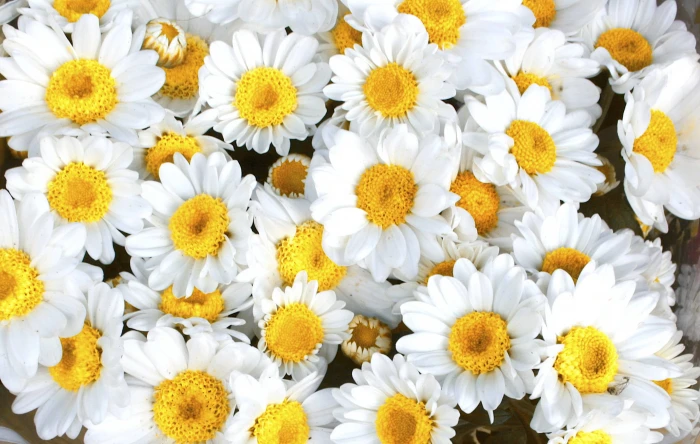 white petaled flowers daisy nature yellow plant close up 2k