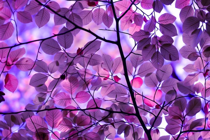 purple leafed tree illustration photo of flowering 2k