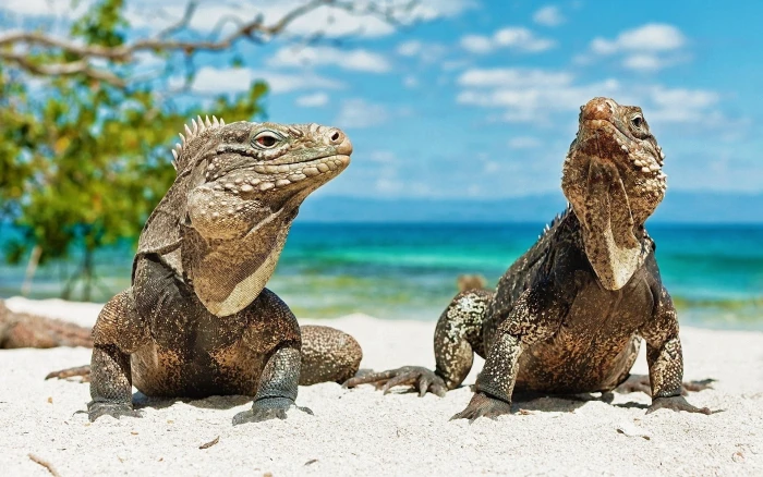 two white and beige lizards animals beach reptiles iguana 2k