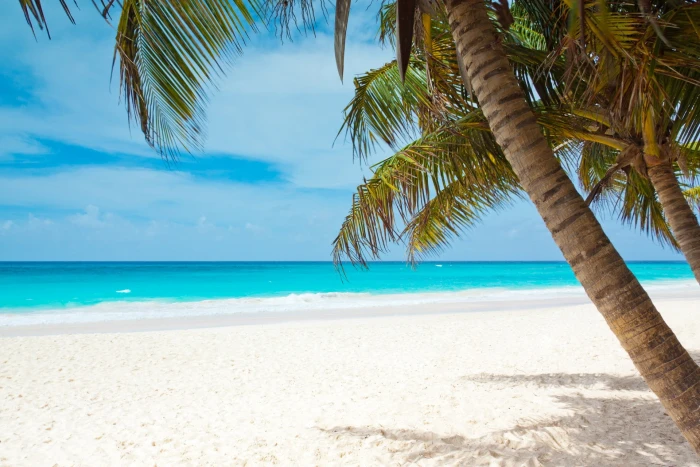 beach blue coast palm trees landscape Caribbean sea sky 2k