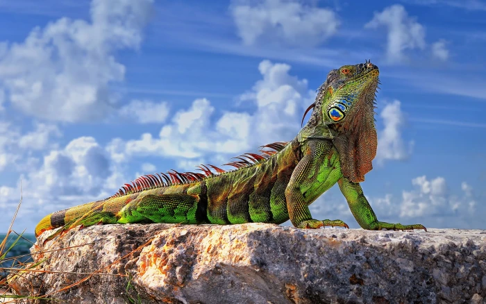 green and brown iguana animals wildlife reptiles nature lizard 2k