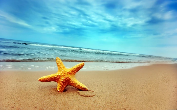 Starfish on the beach yellow starfish sea 2k