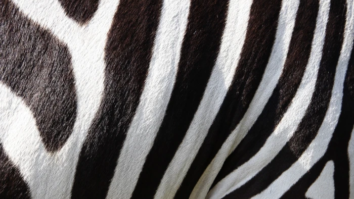 black white and brown striped textile nature animals wildlife 2k