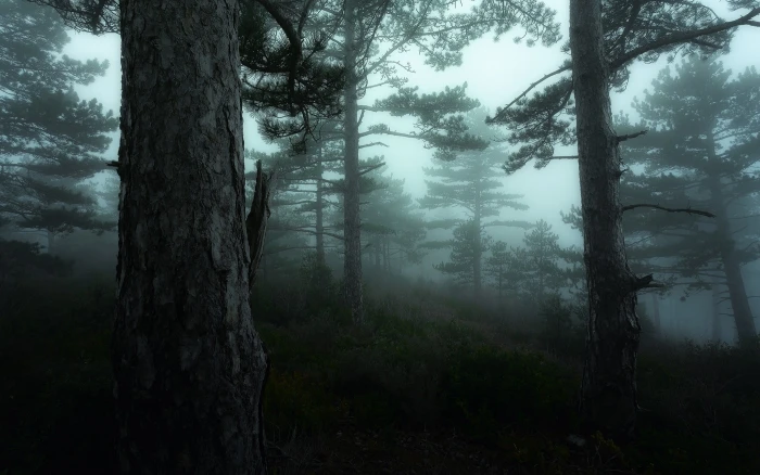 foggy woodland nature landscape mist morning dark trees 2k