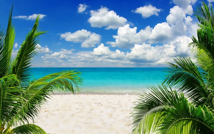 green palm trees beach sand tropical sky horizon water 2k