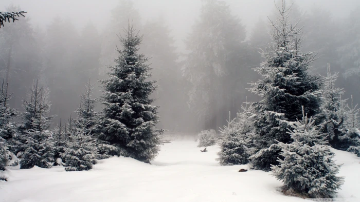 snow covered trees nature landscape forest winter plant 2k