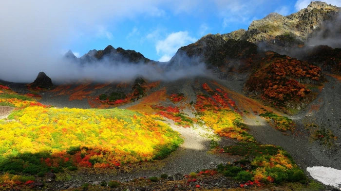 yellow petaled flowers landscape photography of mountain nature 2k