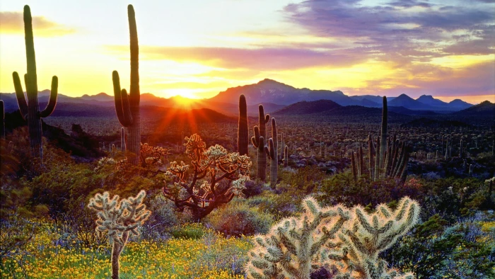nature sky desert cactus wilderness sonoran arizona 2k
