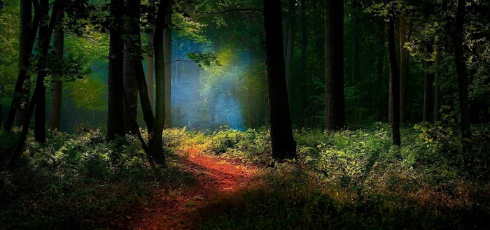 nature landscape path forest mist sunlight shrubs trees 2k