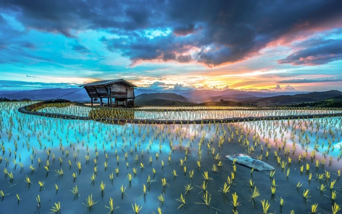 Asia farm plantation rice hut beautiful scenery 2k