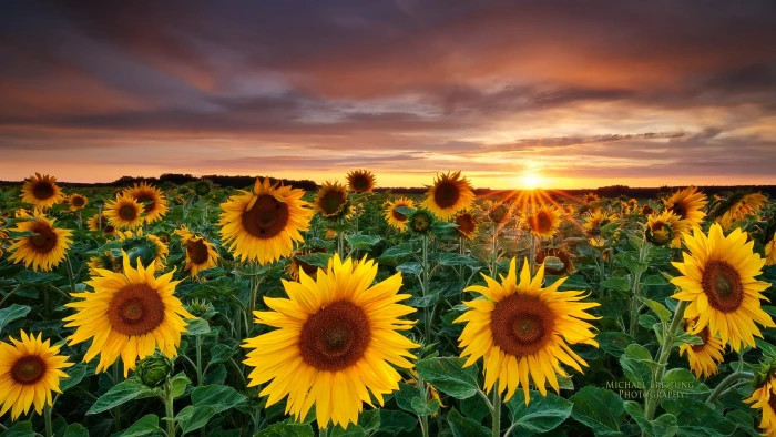 flower nature plant sunflower 2k