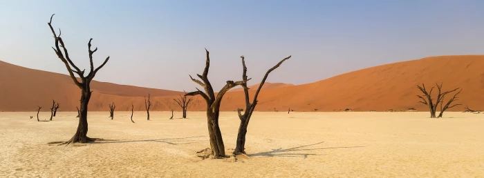 brown tree on desert africa namibia landscape dunes sand 2k 4k 5k