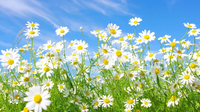 flower spring plant pollen floral summer blossom garden 2k