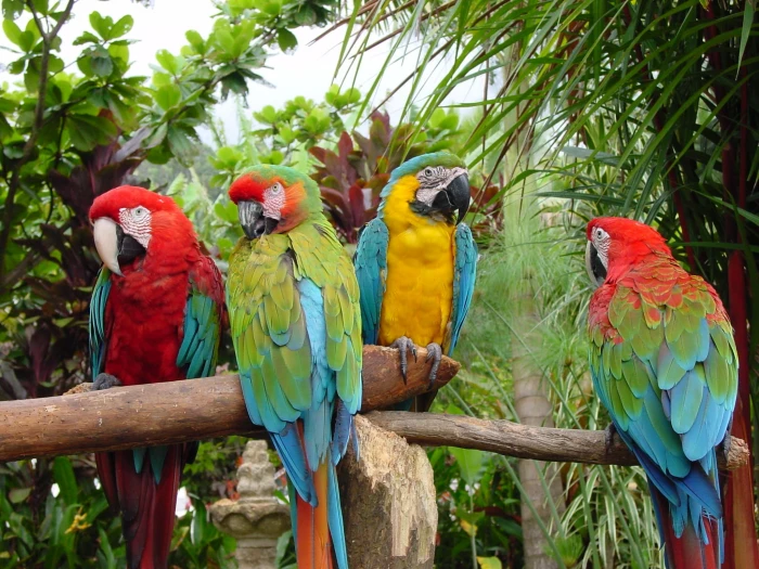 four multicolored parrots perched on brown wooden branch at daytime 2k