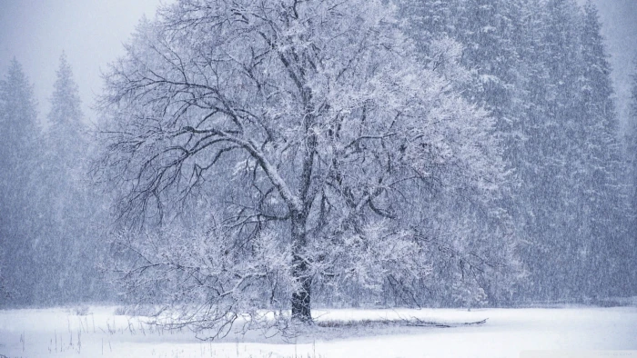 gray tree covered with snow trees winter nature landscape 2k