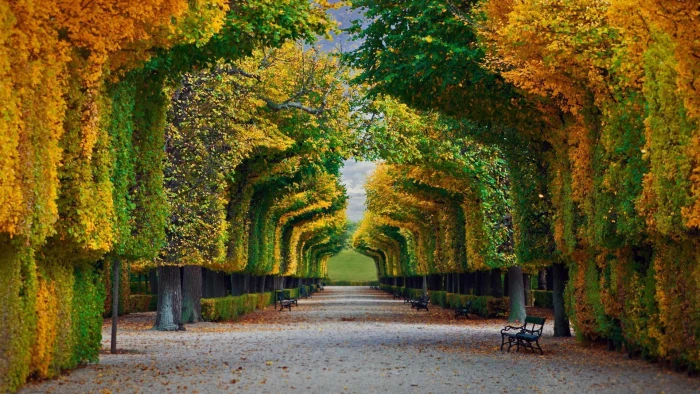 green and orange trees nature landscape forest fall park 2k