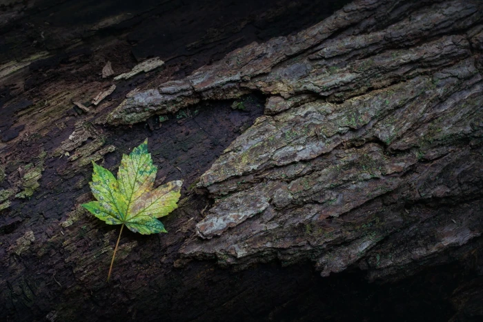 green and white leaf plant nature leaves maple closeup 2k